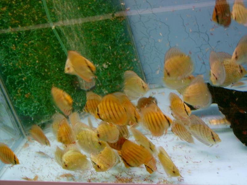 Het kweken van discusvissen